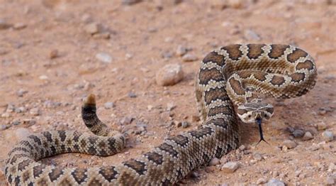 respinti chanel la stagione dell'accoppiamento|Quando è la stagione dell’accoppiamento dei serpenti a sonagli.